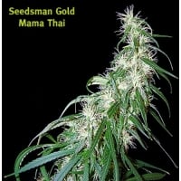 Mama Thai Regular Cannabis Seeds | Seedsman