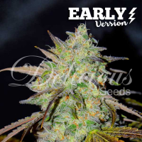 Marmalate Early V Feminised Cannabis Seeds | Delicious Seeds