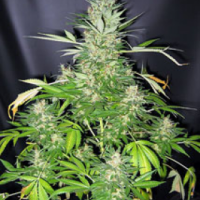 Master Kush x Skunk Regular Cannabis Seeds | Mr Nice Seed