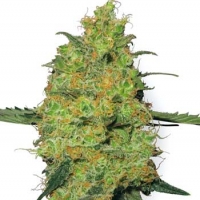 Master Kush Regular Cannabis Seeds | White Label Seed Company