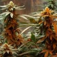 Master Kush Regular Cannabis Seeds | Nirvana