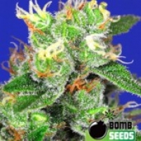 Bomb Seeds Medi Bomb #2 Feminised Cannabis Seeds For Sale