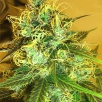 Blue Mountain Durban Regular Cannabis Seeds