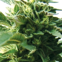 Bubba Kush Feminised Cannabis Seeds