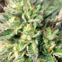 Chem Dawg Regular Cannabis Seeds