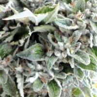 OG Kush Regular Cannabis Seeds