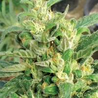 Scrog Regular Cannabis Seeds