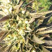 Trainwreck Regular Cannabis Seeds