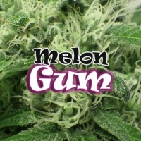 Melon Gum Feminised Cannabis Seeds | Dr Underground