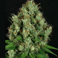 Mendo Diesel Regular Cannabis Seeds | Apothecary Genetics Seeds