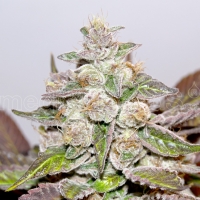 Mendocino Purple Kush Feminised Cannabis Seeds | Medical Seeds