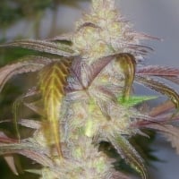 Mercedes Lady Regular Cannabis Seeds | Hazeman Seeds