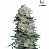 Mexican Airlines Auto Feminised Cannabis Seeds | Fast Buds