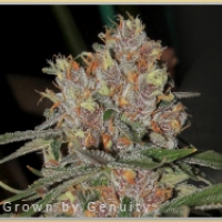 Gage Green Mindscape Cannabis Seeds