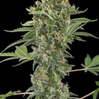 Moby Dick Automatic Feminised Cannabis Seeds | Dinafem Seeds