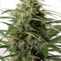 Moby Dick XXL Auto Feminised Cannabis Seeds | Dinafem Seeds
