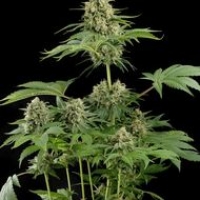 Moby Dick Feminised Cannabis Seeds | Dinafem Seeds