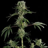 Moby Dick #2 Feminised Cannabis Seeds | Dinafem Seeds