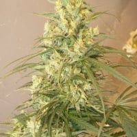 Mountain Gold Regular Cannabis Seeds | Ace Seeds.