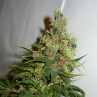 Neil Haze Regular Cannabis Seeds | Kannabia