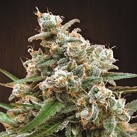 Nepalese Jam Regular Cannabis Seeds | Ace Seeds