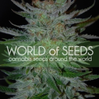 New York 47 Feminised Cannabis Seeds | World of Seeds
