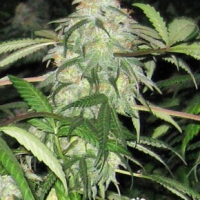 BWB OG (XXX x OG) Regular Cannabis Seeds | Apothecary Genetics Seeds