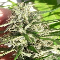 New Caledonia Regular Cannabis Seeds | Ace Seeds.