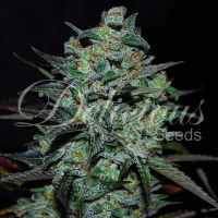 Northern Light Blue Free THC Feminised Cannabis Seeds | Delicious Seeds
