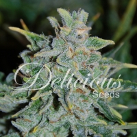 Northern Light Blue Auto Feminised Cannabis Seeds | Delicious Seeds