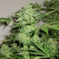 Northern Light Special Feminised Cannabis Seeds | KC Brains Seeds