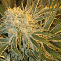 Northern Lights #9 Regular Cannabis Seeds | Sagarmatha Seeds