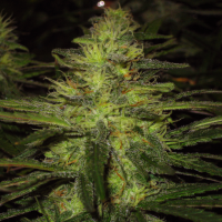 Northern Light Regular Cannabis Seeds | Nirvana