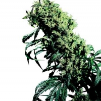 Northern Lights #5 x Haze Regular Cannabis Seeds | Sensi Seeds 