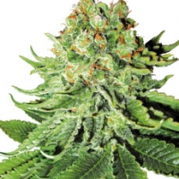 Northern Lights Automatic Feminised Cannabis Seeds | White Label Seed Company