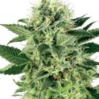 Northern Lights Feminised Cannabis Seeds | White Label Seed Company