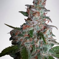 Northern Lights MoC Feminised Cannabis Seeds | Ministry of Cannabis
