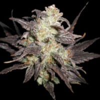 Northern Flame Feminised Cannabis Seeds | Secret Valley