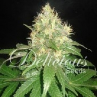 Northern Light Blue Feminised Cannabis Seeds | Delicious Seeds