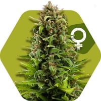 NYC Diesel Feminised Cannabis Seeds | Zambeza Seeds