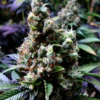 NYC Diesel Regular Cannabis Seeds | Soma Seeds