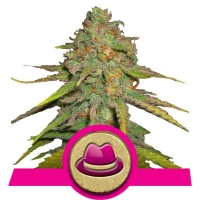 OG Kush Feminised Cannabis Seeds | Royal Queen Seeds 