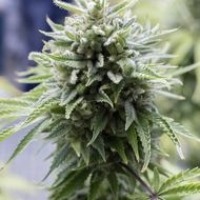 OG Kush Auto Feminised Cannabis Seeds | Dinafem Seeds