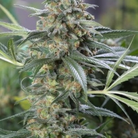 OG Kush CBD Auto Feminised Cannabis Seeds | Dinafem Seeds
