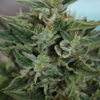 OG Kush CBD Feminised Cannabis Seeds | Medicann