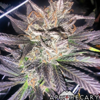 Old School Jams (Grape Ape x OG) Regular Cannabis Seeds | Apothecary Genetics Seeds 