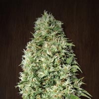 Orient Express Feminised Cannabis Seeds | Ace Seeds