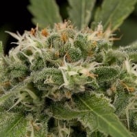 Strawberry Amnesia Feminised Cannabis Seeds | Dinafem Seeds
