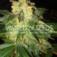 Pakistan Ryder Auto Feminised Cannabis Seeds | World of Seeds