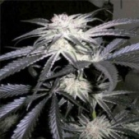 CBG Peyote Purple Regular Cannabis Seeds